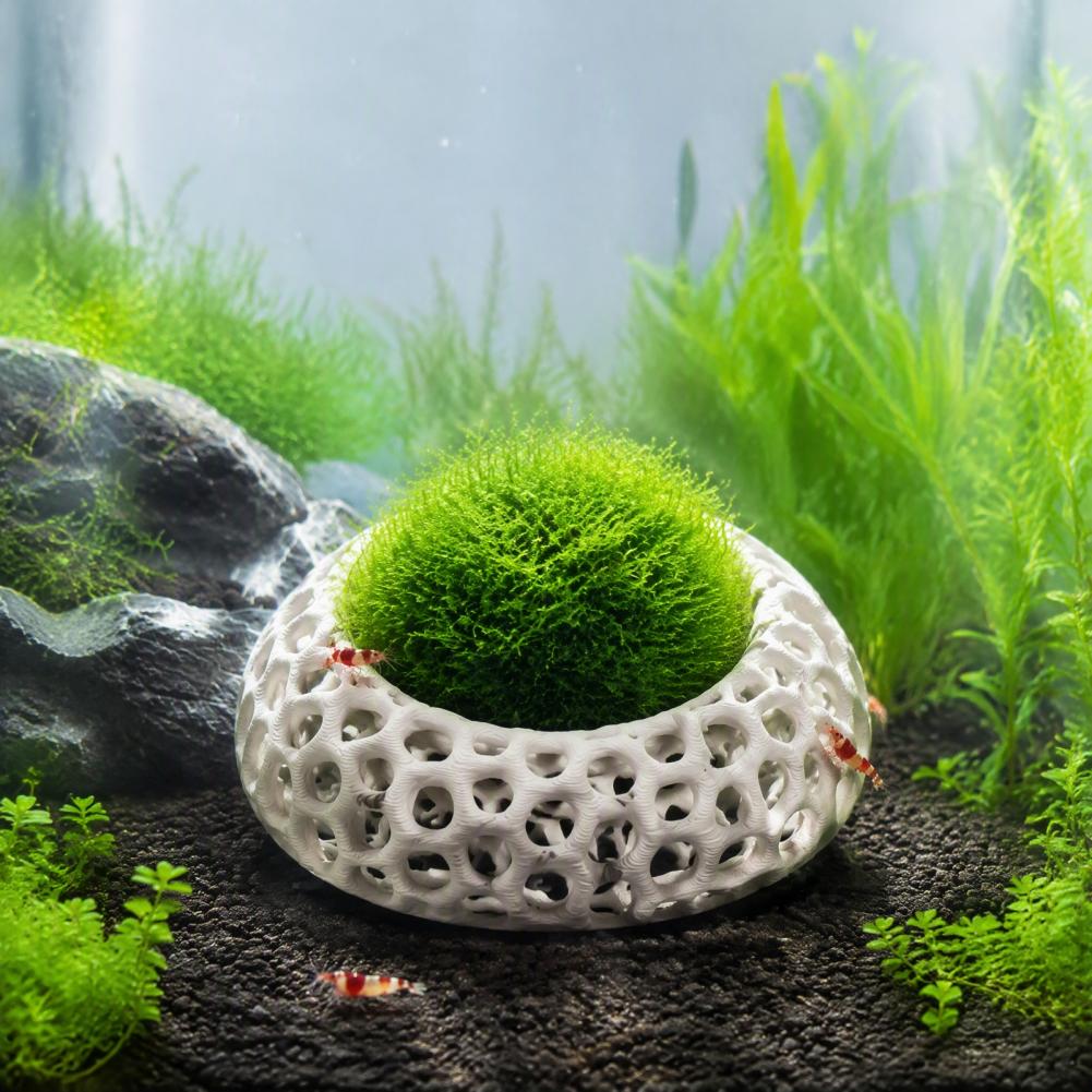 Habitat Udang Kerdil, Paket Is - Aquarium Moss ulasan dan harga