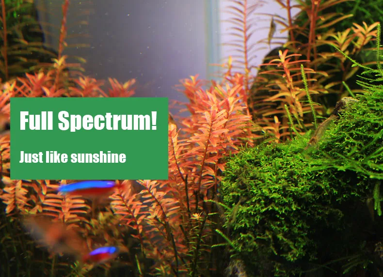 Chihiros C Series ADA Style Pl - Aquarium Plant Light ulasan dan harga