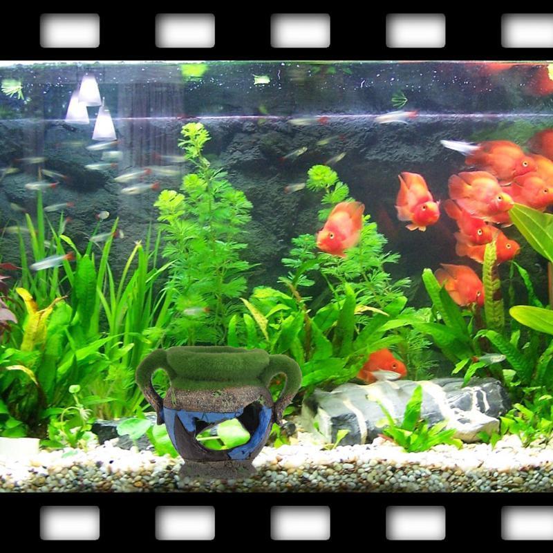 1 buah vas Resin dengan Akseso - Aquarium Moss ulasan dan harga