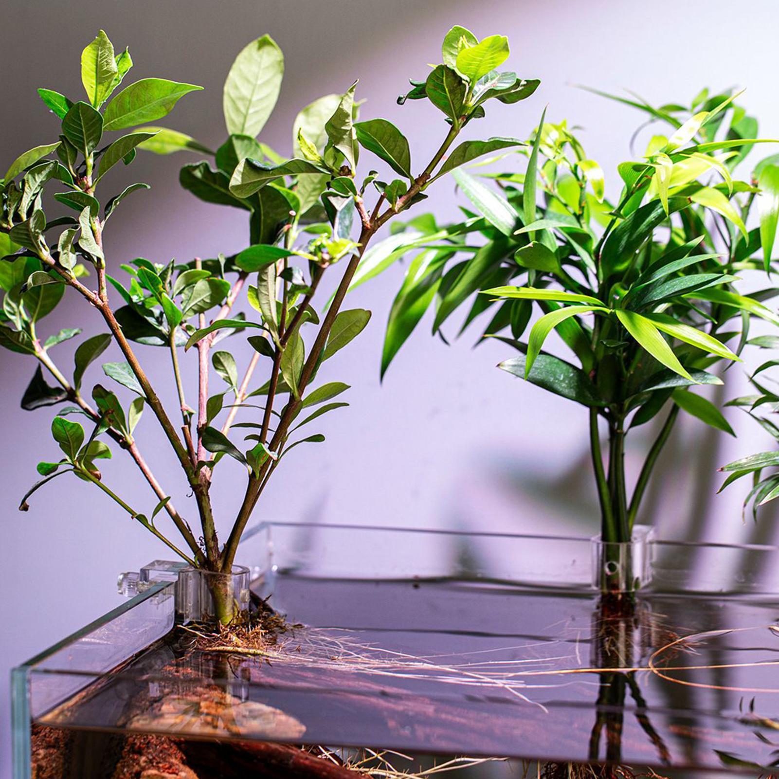 Pot Tanaman Mini untuk Akuariu - Aquarium Plant Holder ulasan dan harga