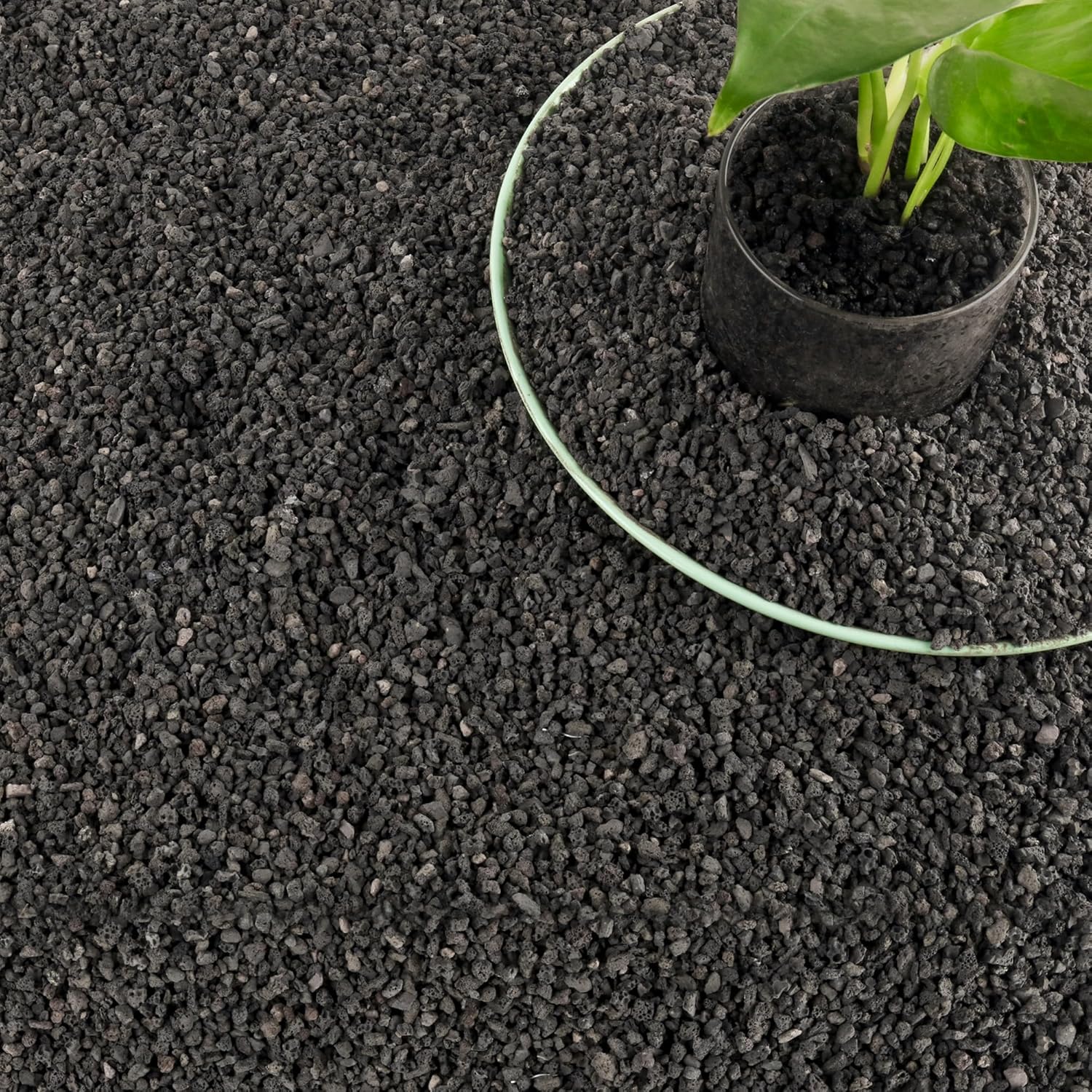 Media Filter Akuarium Hitam 3l - Plant Aquarium Pot ulasan dan harga