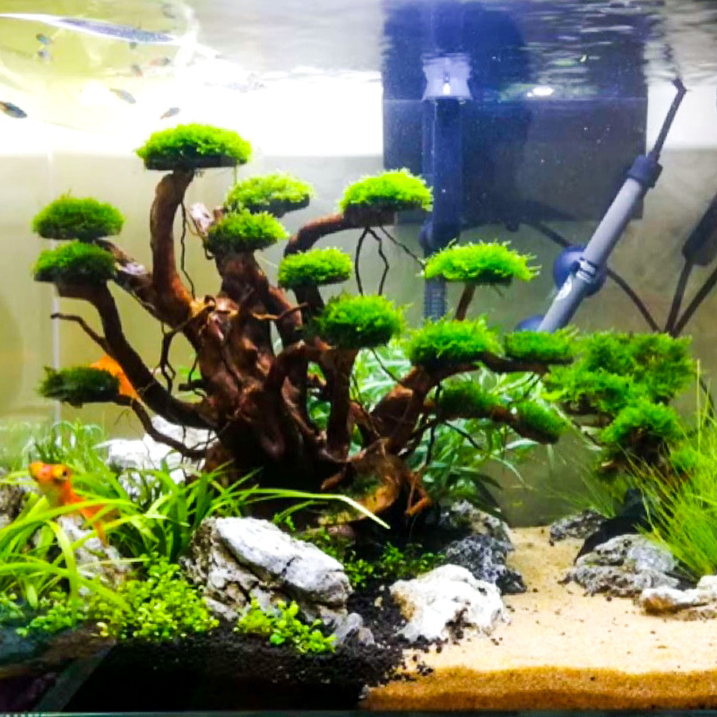 Dekorasi akuarium, hiasan poho - Aquarium Driftwood ulasan dan harga