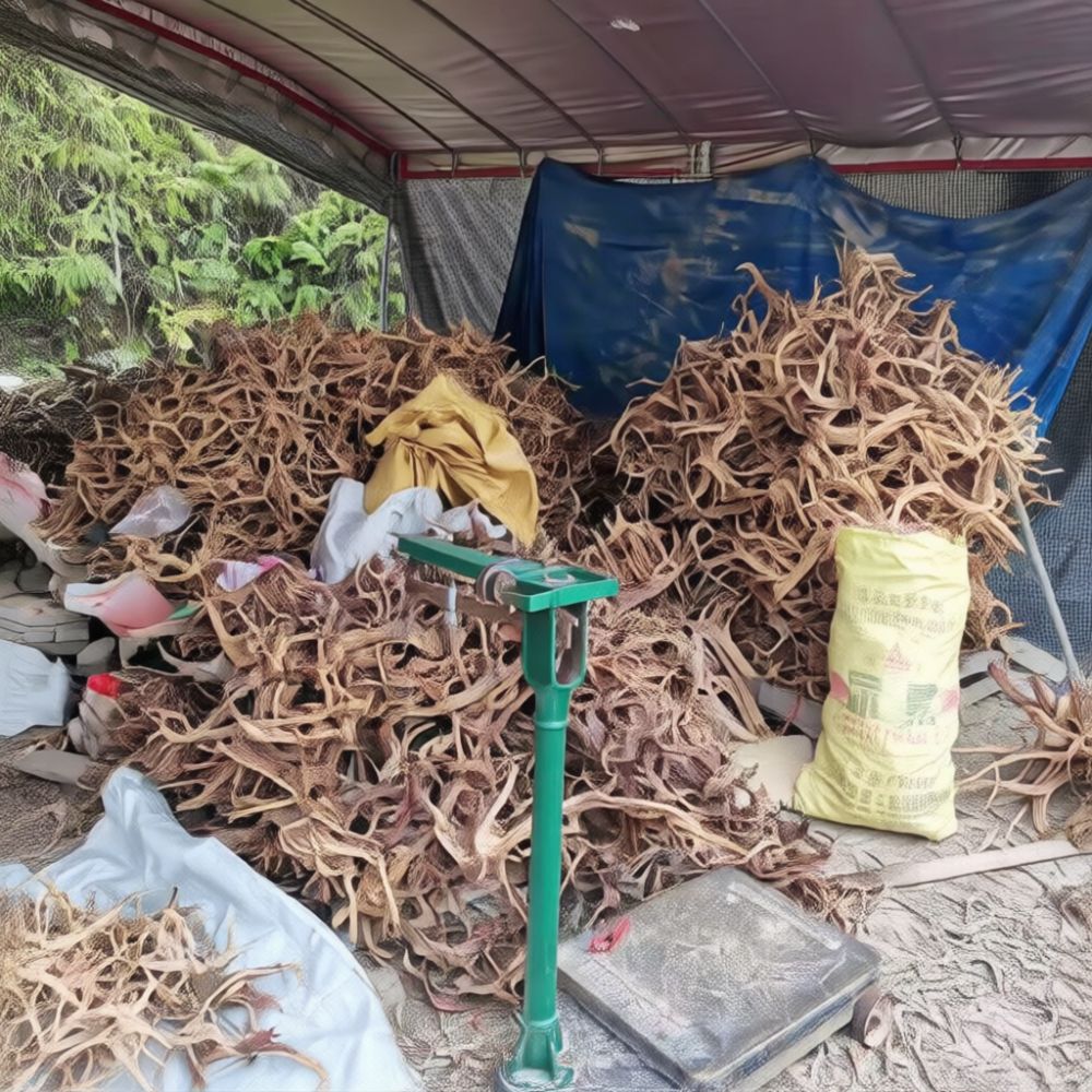 Ornamen Akar Kayu Laut Buatan  - Aquarium Driftwood ulasan dan harga