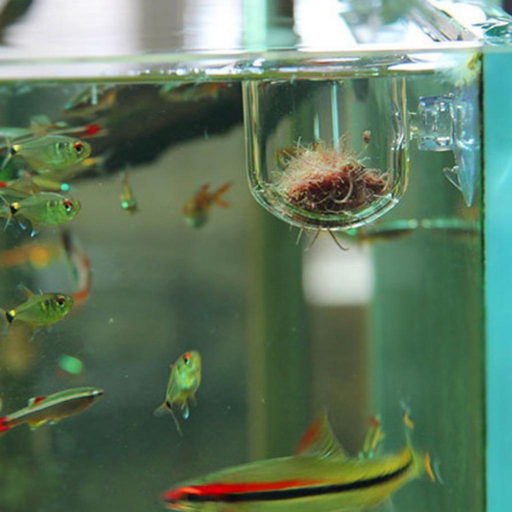 Keranjang Pemberian Makan Ikan - Plant Aquarium Pot ulasan dan harga